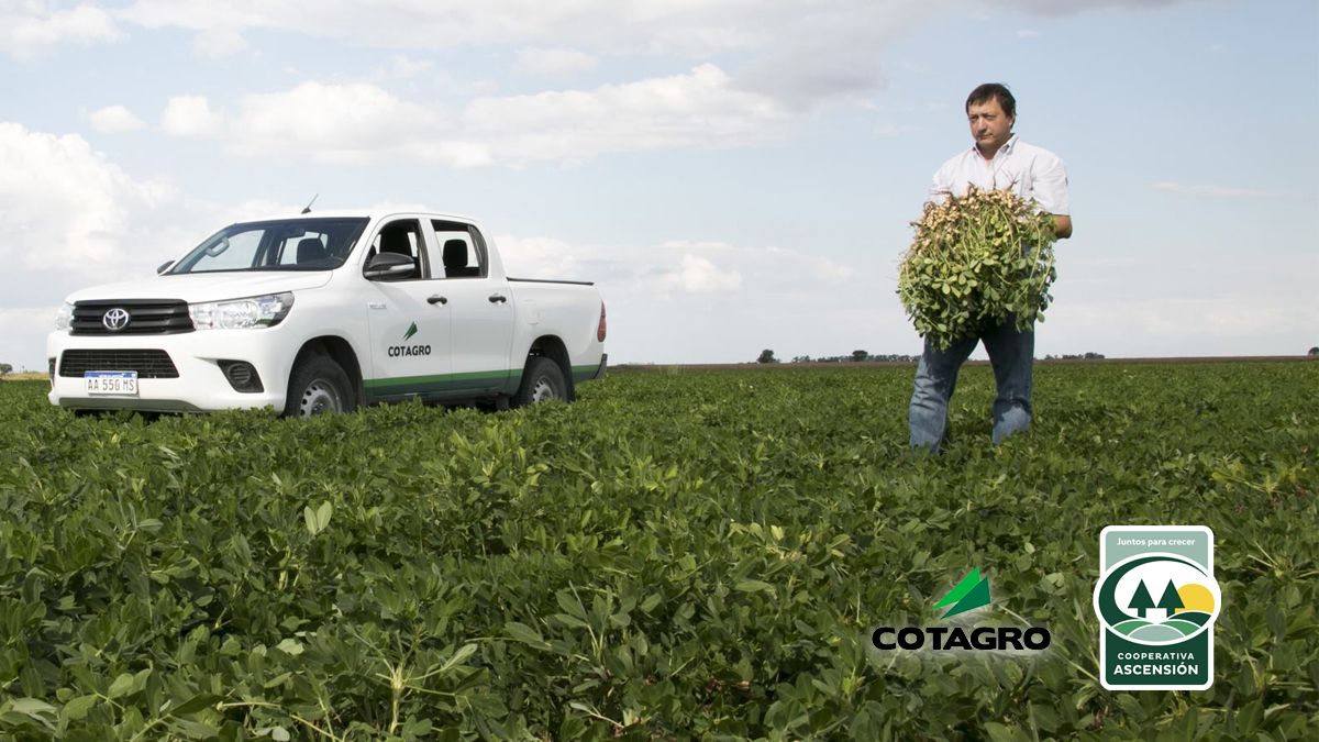 Cultivo de Maní: Una alternativa viable para la zona