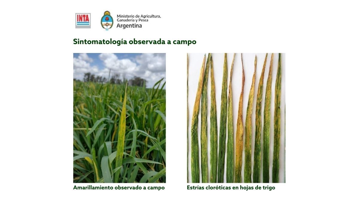 Informe sanitario del cultivo de Trigo Campaña 2021